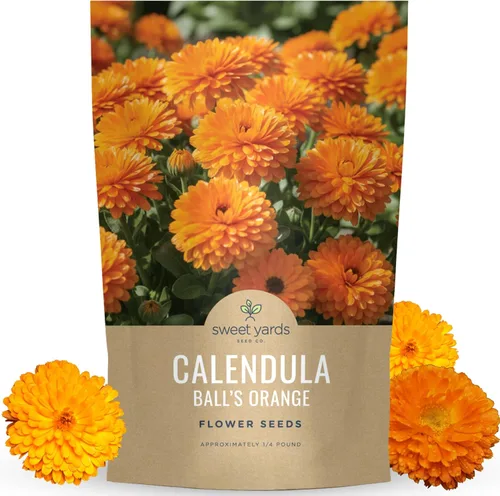 Vista 8 de Bolas de caléndula naranja - Paquete grande de 1 onza - 3,500 semillas de flores para plantar - Calendula officinalis