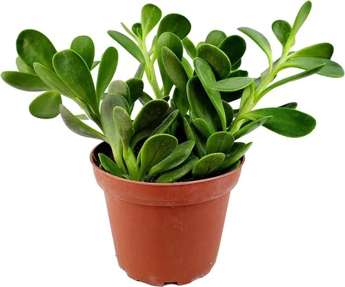 Vista 5 de Fat Plants - Colección de suculentas colgantes