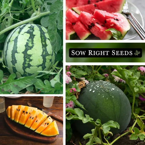 Vista 3 de Sow Right Seeds - Colección de semillas de frutas de sandía para plantar - Melones carmesí dulce, dulce dulce, dulce de azúcar, tierno y orangeglo