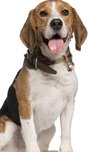 Vista 2 de 1 collar de perro, campanas de hierro para vaca, hacedores de ruido, perro de campo, vaca, oveja, ganado, campana con correa de botón de cuero