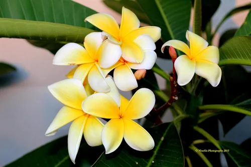 Vista 2 de Plumeria Frangipani Corte Rubra Amarillo 10"-12" Discount Hawaiian Gifts