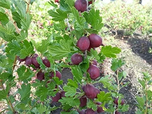Vista 4 de Grosella espinosa, 'RED (2PLANT/Raíz) ¡Cultiva tu propia fruta fresca!