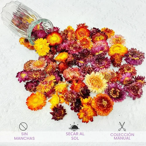 Vista 4 de 100 cabezas de margaritas secas naturales, suministros florales secos multicolores