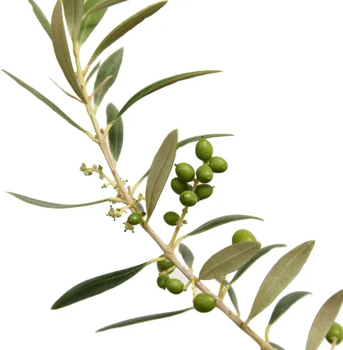 Vista 2 de Perfect Plants Planta viva de oliva arbequina, 2-3 pies, incluye guía de cuidado Self-pollinating and bears edible fruit the first year, zones