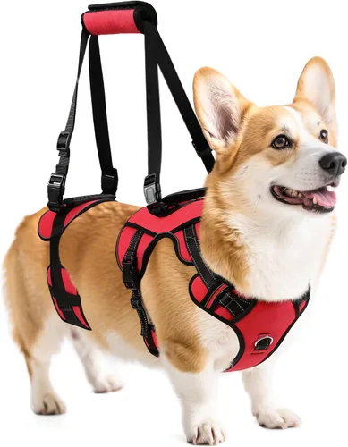 Vista 7 de NOYAL Arnés de elevación para perros para mascotas mayores y lesionadas – Soporte de cuerpo completo con malla transpirable, ayuda de pierna