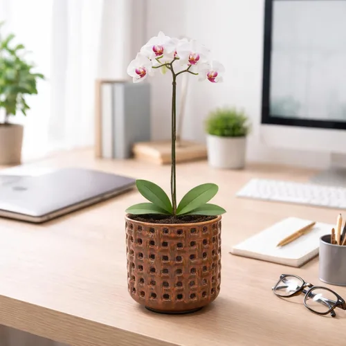 Vista 3 de D'vine Dev Maceta de cerámica para orquídeas de 4.5 pulgadas con diseño de recorte de celosía, maceta esmaltada con maceta transparente y platillo