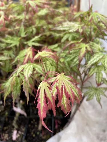 Vista 5 de Phantom Flame - Arce japonés blanco con puntas de hojas rojas - Árbol vivo de 2 años