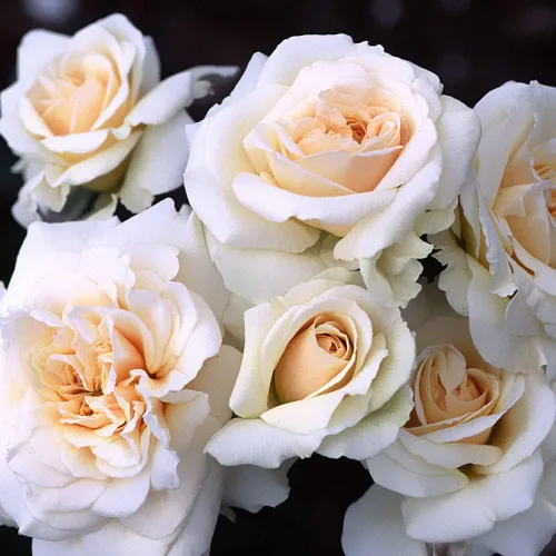 Vista 5 de Own-Root - Rosa leyenda inglesa de un galón Penny Lane™ de Heirloom Roses