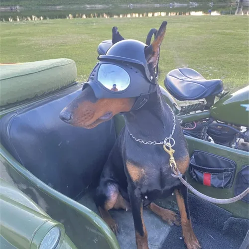 Vista 2 de NAMSAN Paquete de casco y gafas para perro, negro, grande, protección UV, ventilado, cierre de hebilla