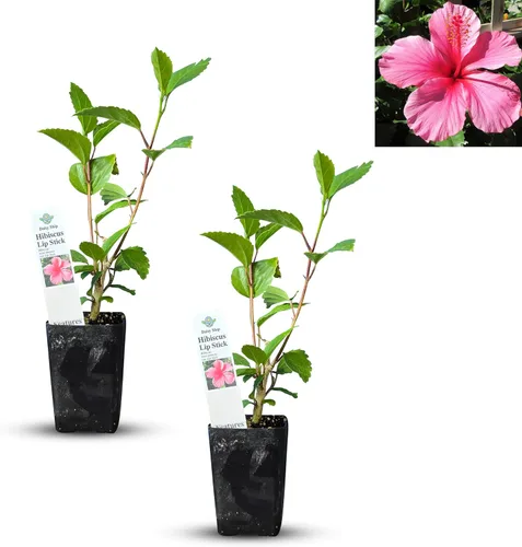 Vista 13 de Plantas de aloe coral (Aloe striata) - Suculenta viva con llamativos bordes rosados y hojas lisas y planas para jardinería en interiores
