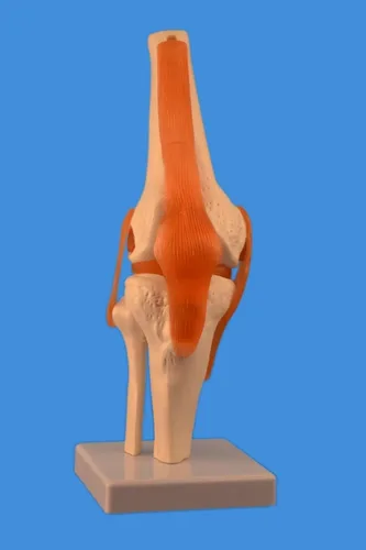 Vista 2 de Wellden Producto Modelo anatómico de articulación de rodilla humana, con ligamentos, funcional, tamaño real