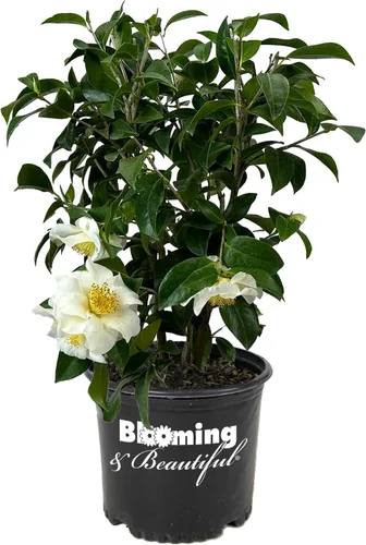 Vista 11 de Camelia, arbusto floreciente de hoja perenne viva, 3 galones