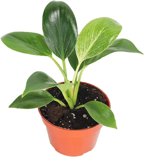 Vista 14 de Philodendron Bipennifolium Aurea - Maceta de 4" de California Tropicals