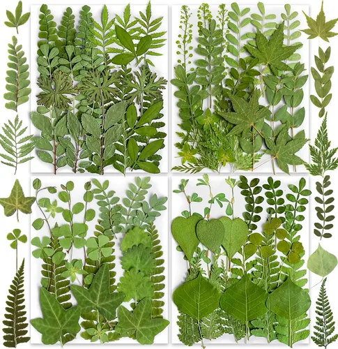 Vista 10 de 150 piezas de flores azules secas prensadas con pegatinas de mariposas - Juego de flores naturales reales de YouthBro para manualidades de resina