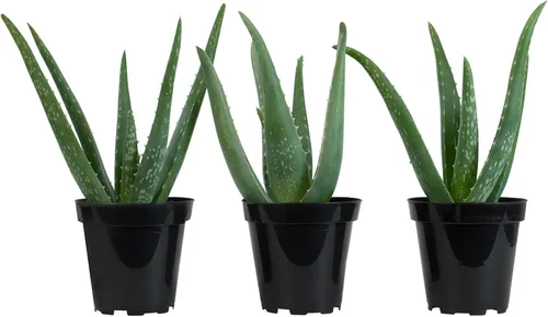 Vista 9 de Planta de aloe vera plantas suculentas vivas (paquete de 3), plantas suculentas vivas de aloe vera, planta de aloe vivo en maceta de aloe, plantas