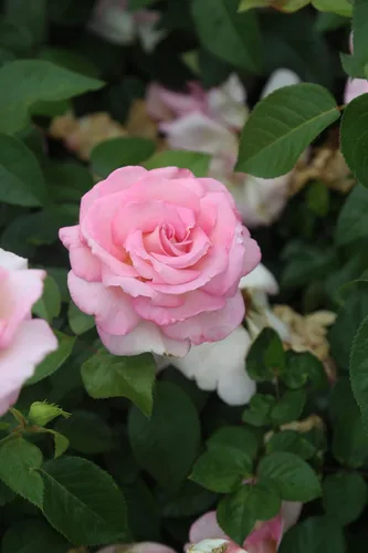 Vista 2 de Heirloom Roses Planta de rosas - Acapella® Rosa Rosa Bush, Té híbrido Planta viva para plantar al aire libre