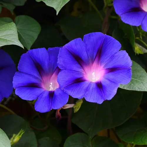 Vista 12 de Eden Brothers Morning Glory Seeds - Picotee azul, semillas sin OMG para plantar, 1 onza Semillas de flores de bajo mantenimiento, plantas durante