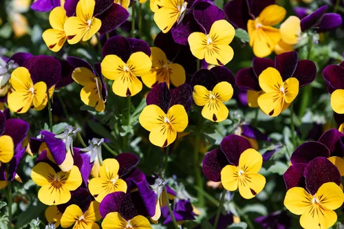 Vista 8 de 50 semillas de flor tricolor de viola violeta DARK JOHNNY JUMP UP