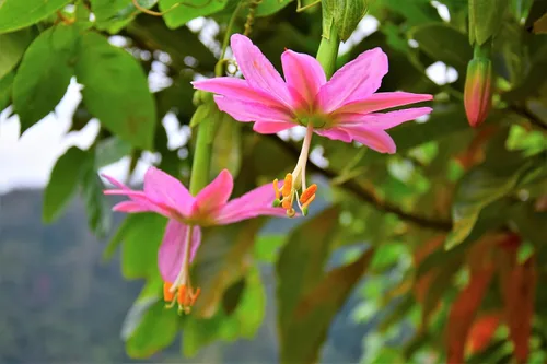 Vista 5 de 10 semillas de plátano maracuyá rosa pasiflora mollissima piel amarilla pulpa naranja vid