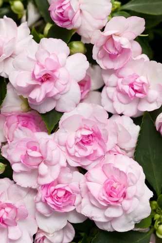 Vista 2 de Más de 100 semillas de camelia con flores Impatiens Impatiens Flores de Balsamina Jardín Plantación
