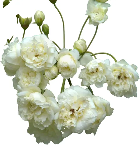 Vista 9 de White Lady Banks Rose - Planta de rosas trepadoras vivas, flores blancas sin espinas, vid perenne resistente para vallas, cenadores y enrejados