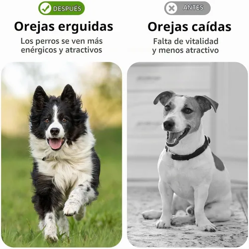 Vista 5 de SUPVOX 1 par de herramientas de soporte para orejas de perro: kit de publicación de orejas con cinta y calcomanías para Doberman Corgi y más - Ayuda