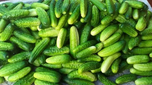 Vista 4 de Semillas Decapado Pepino Zasol No GMO Heirloom