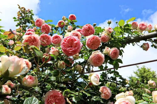 Vista 5 de Más de 200 semillas de rosas trepadoras para plantar al aire libre, flor de vid vibrante, flores ornamentales de jardín de larga duración (mezcladas)