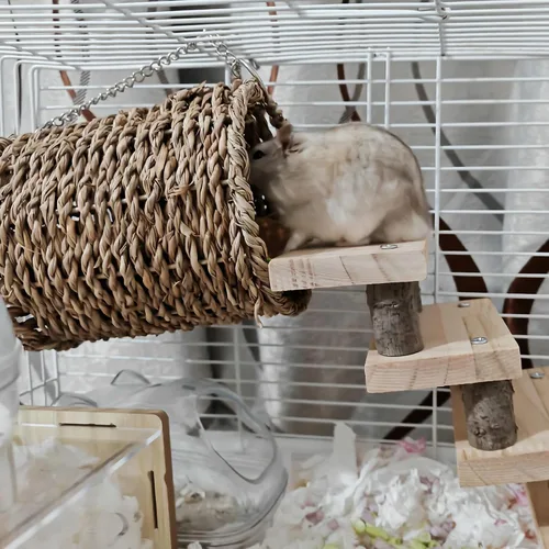 Vista 7 de Hamiledyi Juguetes de escalada para hámster, hamaca colgante de madera, juego de escaleras, accesorios de jaula para ratones de jerbo de hámster
