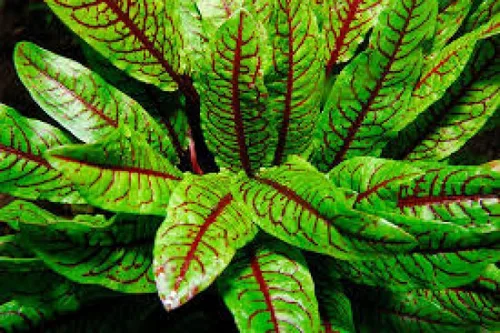 Vista 2 de Semillas de interior acedera roja veteada muelle de sangre 40 días vegetal sin OMG para plantar 100 semillas