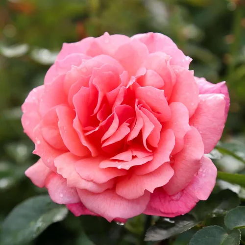 Vista 17 de Rosas trepadoras de reliquia, planta de raíz propia viva para jardín al aire libre, Aloha, muy fragantes, zonas de rusticidad 5 a 10, floración