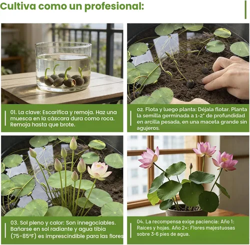 Vista 4 de 30 semillas de loto para plantar en agua – Semillas de loto de colores mixtos, plantas de estanque vivo, semillas de lirio de agua para bonsái