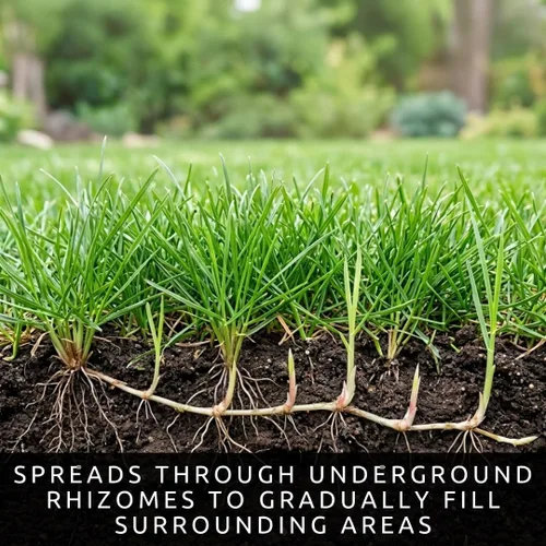 Vista 4 de CZ Grain Semilla de pasto de Kentucky Bluegrass de 1 libra para plantar, semillas de césped prémium para césped nuevo, siembra y reparación