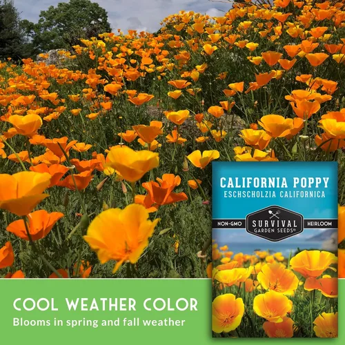 Vista 3 de Survival Garden Seeds - Semillas de amapola de California para plantar - 1 paquete con instrucciones para cultivar plantas Eschscholzia Californica