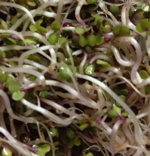 Vista 2 de Semillas de col rizada Kimmy's para brotar microgreens de 4 onzas, marca "COOL BEANS n SPROUTS", un superalimento lleno de antioxidantes. Un negocio