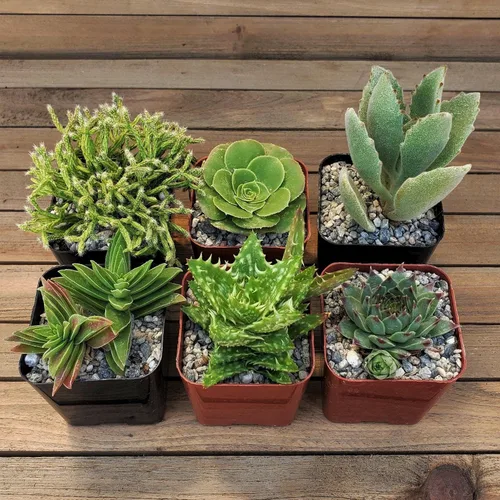 Vista 4 de Green Garden Suculentas de 2 pulgadas (paquete de 12) Cactus Suculentas Planta viva real