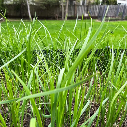 Vista 7 de Orgánicos 10 Plantas Ajo Cebollino Planta Viva Raíces Desnudas Hierba Perenne Resistente Jiu CAI Cebollino