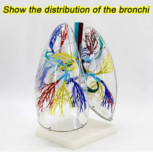 Vista 3 de YANHAO Modelo pulmonar anatómico transparente modelo pulmonar con estructura de árbol bronquial y base de soporte para enseñar demostración