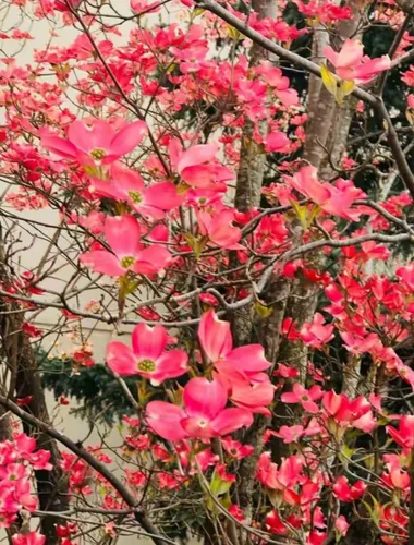 Vista 3 de 25 semillas de árbol de cornejo de flores rosadas llamativas y perennes árboles de cornelia