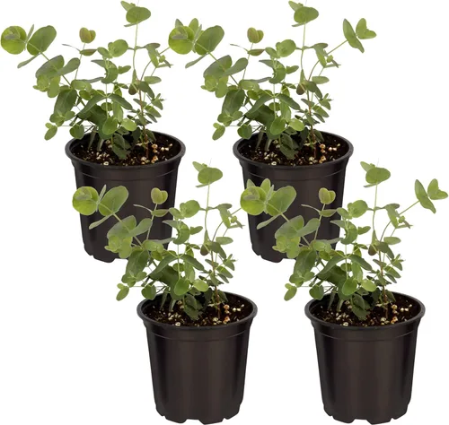Vista 13 de Hierba aromática y comestible viva, lavanda (4 por paquete), potenciador natural del sueño, 6 pulgadas de alto por 4 pulgadas de ancho en 1 pinta