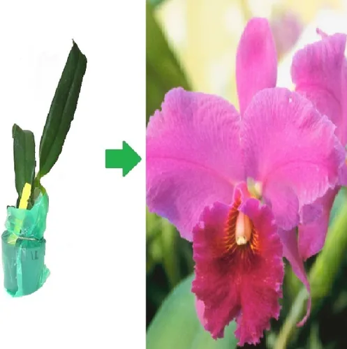 Vista 5 de Hawaiian Cattleya Orchid Starter Plant - 6 - 10 pulgadas de alto, plantada en maceta de 2 pulgadas - sin floración - Descuento HawaiianGIft