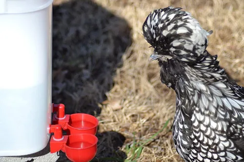 Vista 6 de Kit de agua de pollo para aves de corral, paquete de 6 + uno extra gratis (total de 7)