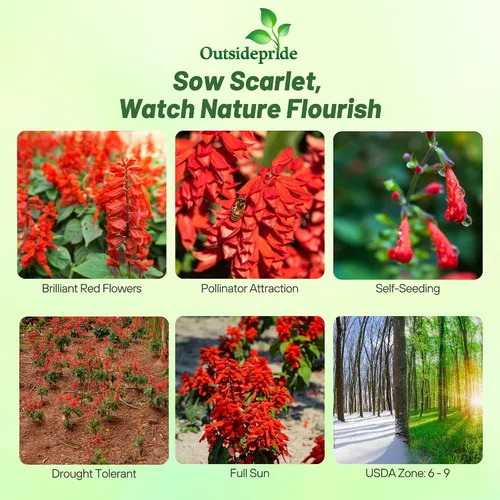 Vista 2 de Outsidepride Salvia Coccinea - Semillas de salvia escarlata para plantar, 5000 piezas de semillas de flores silvestres perennes, tolerantes al calor