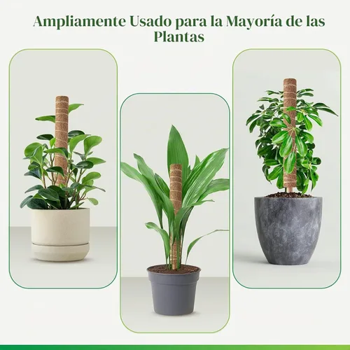 Vista 6 de Pisol Poste de musgo para plantas Monstera, soporte extensible para palitos