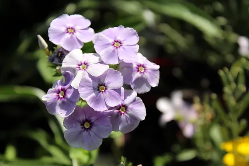 Vista 6 de 100 Phlox de Oveja Mezcla Pastel Phlox Drummondii Semillas de Flores Multicolor