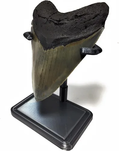 Vista 4 de Soporte de exhibición de dientes de tiburón Megalodon impreso en 3D (negro, 1-3/4")