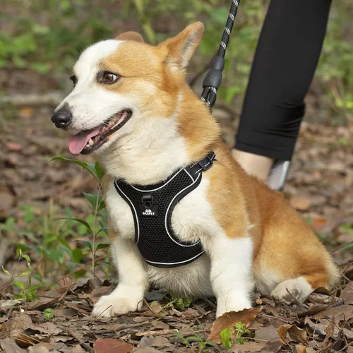 Vista 5 de BAAPET Arnés transpirable para perro para cachorros pequeños, medianos y malla de aire con correa reflectante de 6 pies para perro