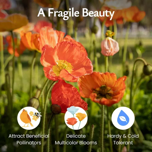 Vista 3 de Semillas de amapola de Islandia para plantar, Papaver nudicaule, 34.700