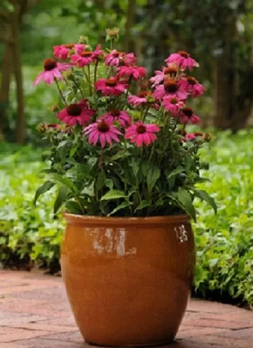 Vista 2 de Park Seed PowWow - Semillas de equinácea de bayas silvestres, semillas de equinácea, equinácea rosa, semillas de flores PowWow - Wild Berry Pink