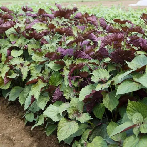 Vista 3 de Más de 200 semillas de Shiso moradas Perilla albahaca japonesa menta roja